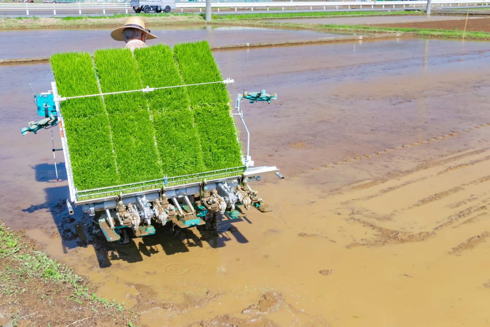 Automated planting machine placing rows of seedlings in a prepared field