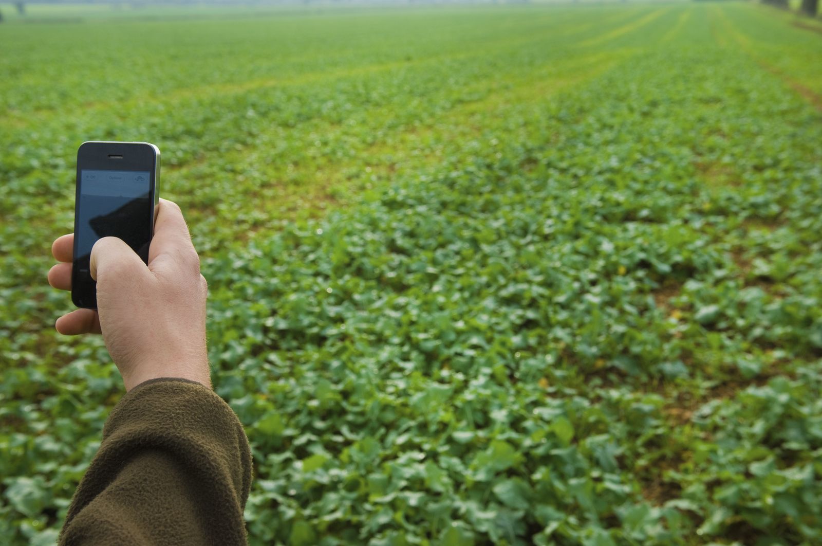 Camera-based device capturing crop rows to identify weeds via computer vision