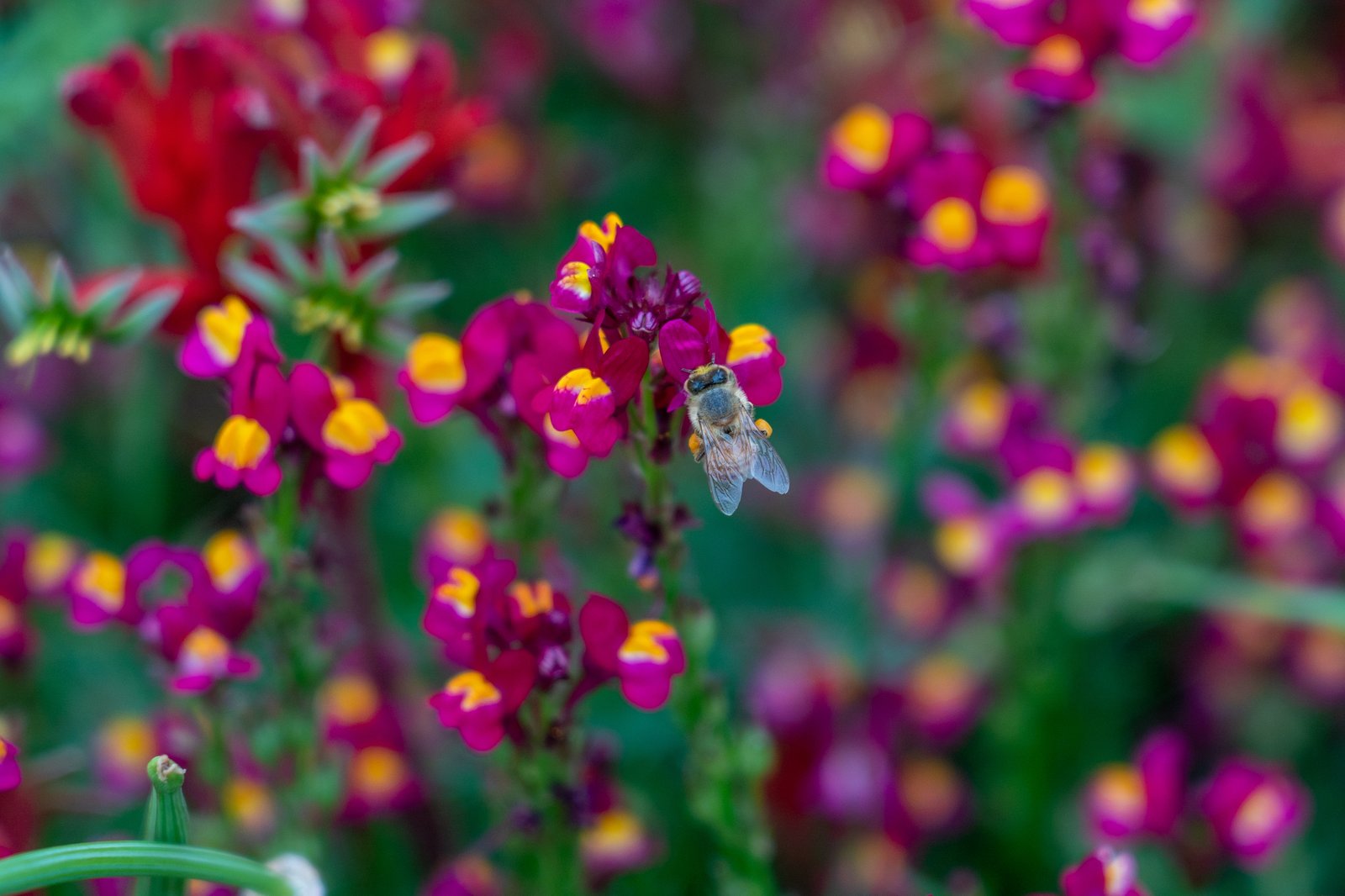 Bee collecting pollen in a native pollinator-friendly planting