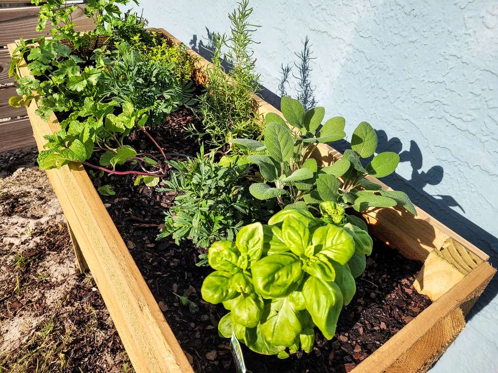 Culinary herbs and vegetables thriving in a wooden raised bed used as a design feature