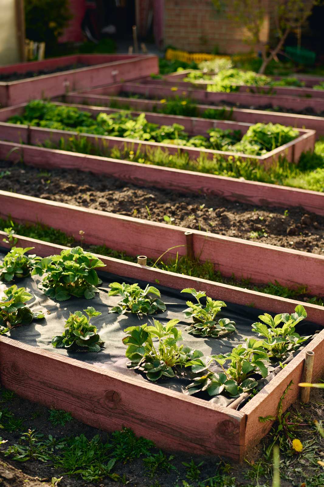 Rows of vegetables growing in raised garden beds arranged as a design feature