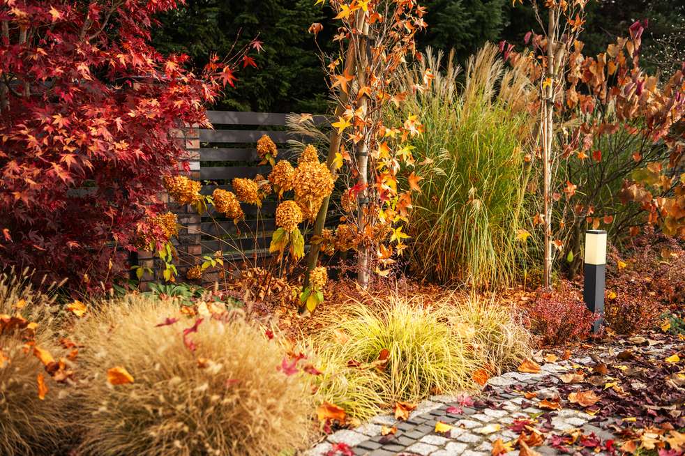 Garden bed transitioning into vivid autumn foliage colors