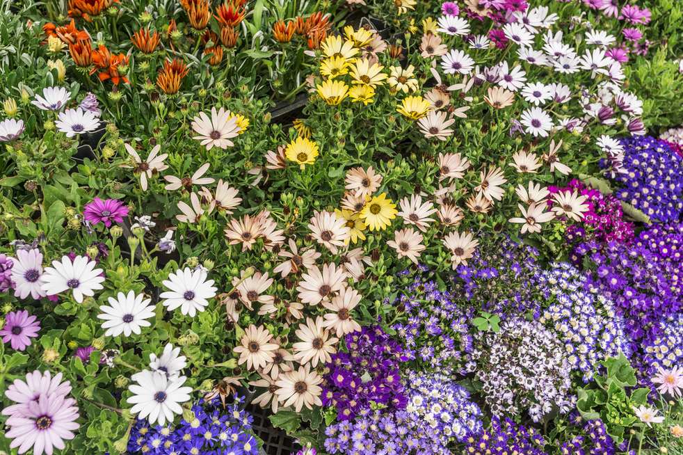 Densely planted flower bed combining varied color and foliage texture