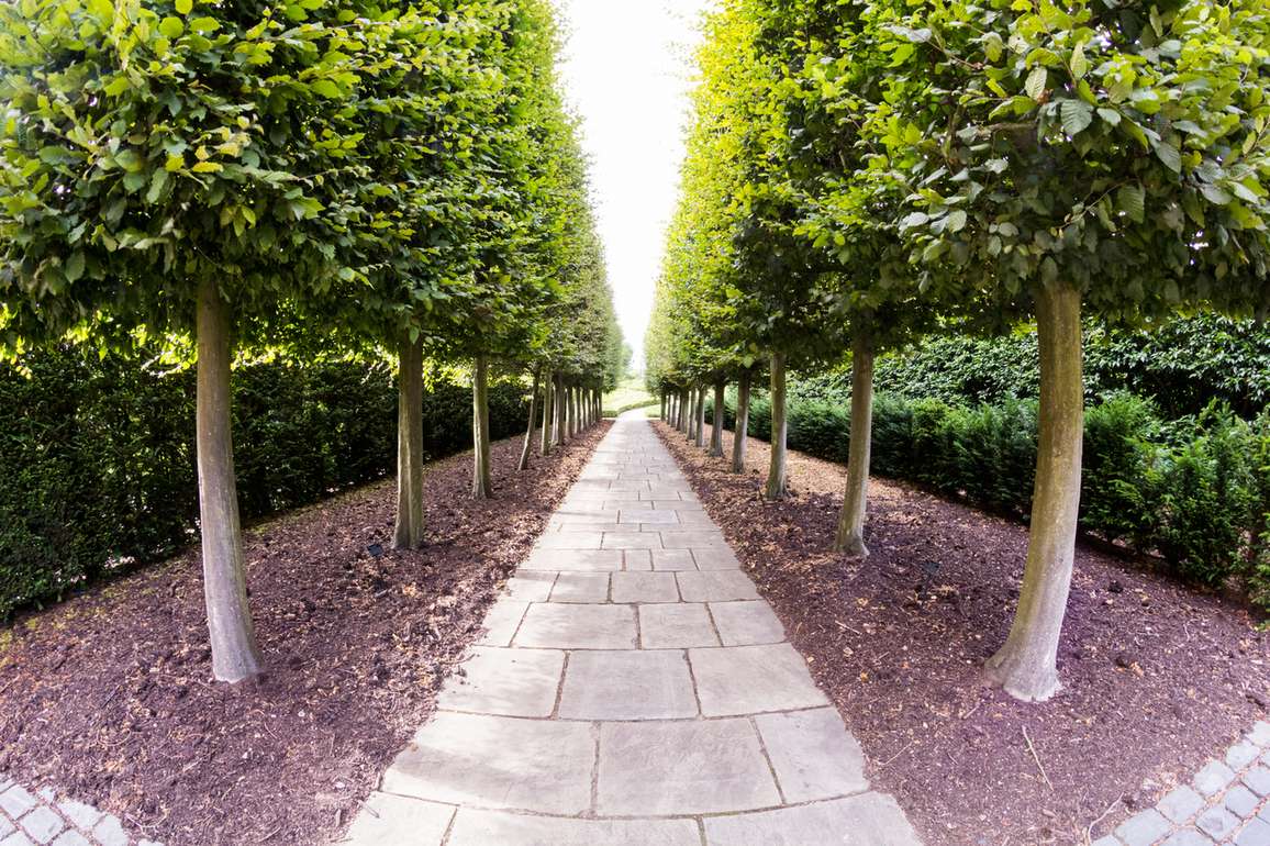 Symmetrical tree-lined path illustrating garden design principles of balance and perspective