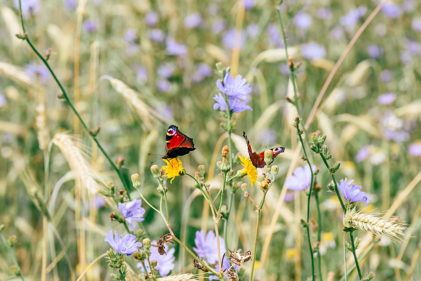 Butterflies visiting native wildflowers in a low-maintenance planting
