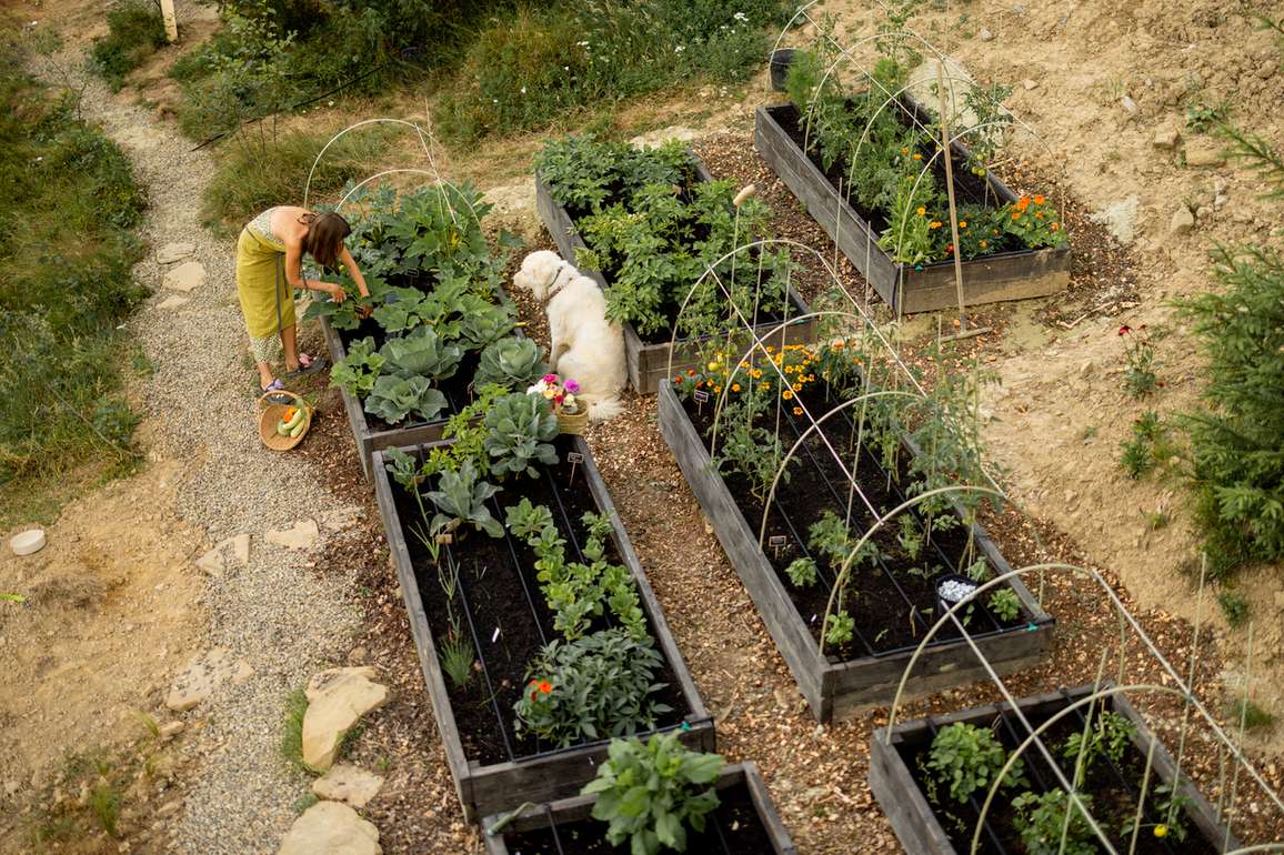 Diverse permaculture garden bed layout designed for resilience