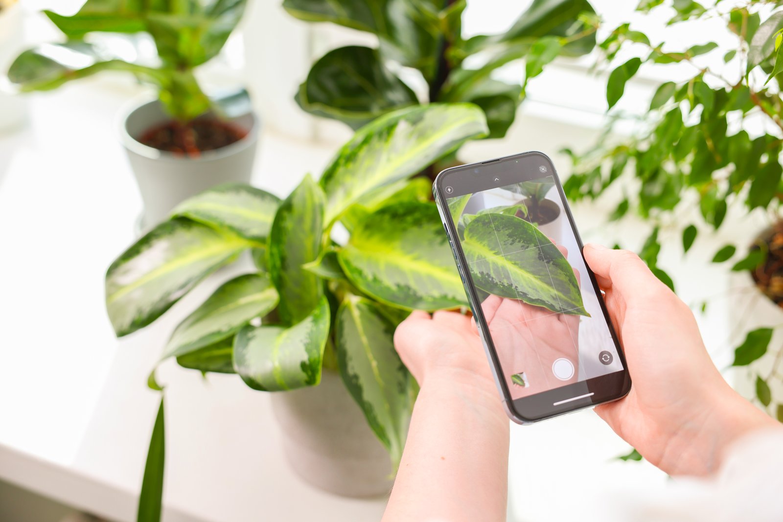Smartphone camera capturing a close-up of a leaf for AI-based diagnosis