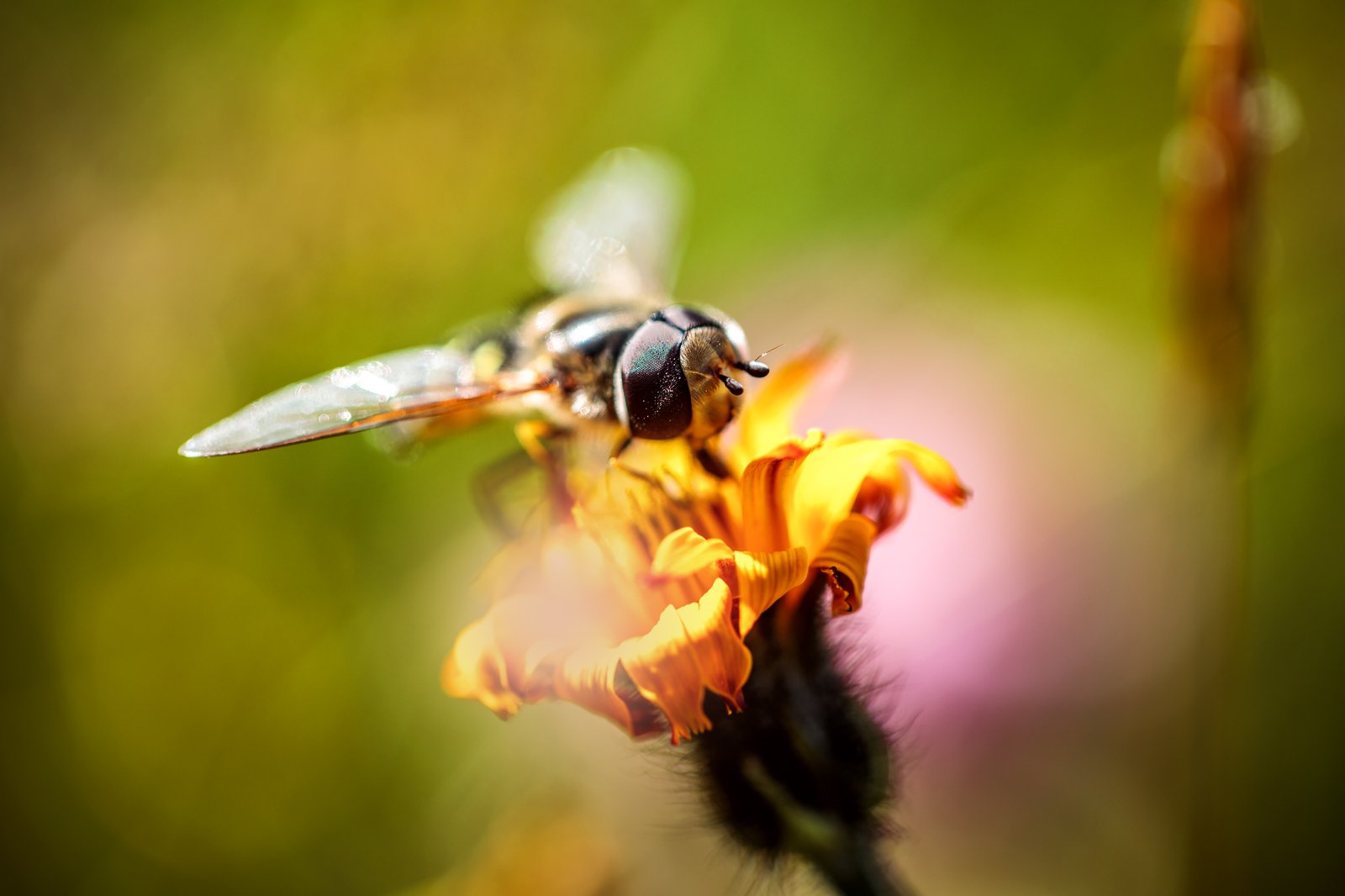 Natural pollinator on a flower, the behavior bio-inspired robots aim to replicate