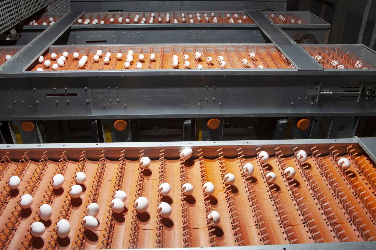 Eggs moving along an automated hatchery conveyor line