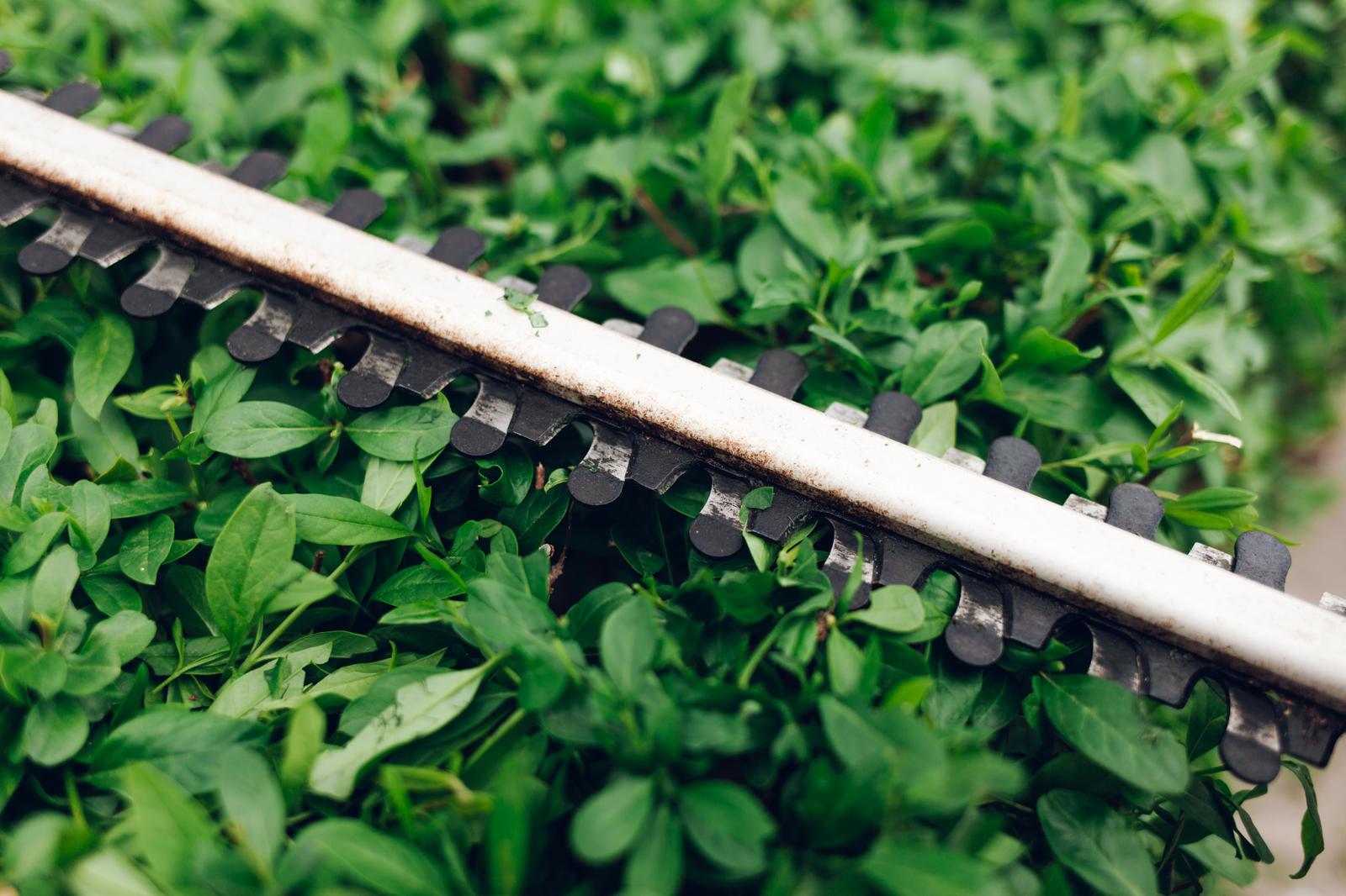 Trimming blades cutting through a dense hedge row