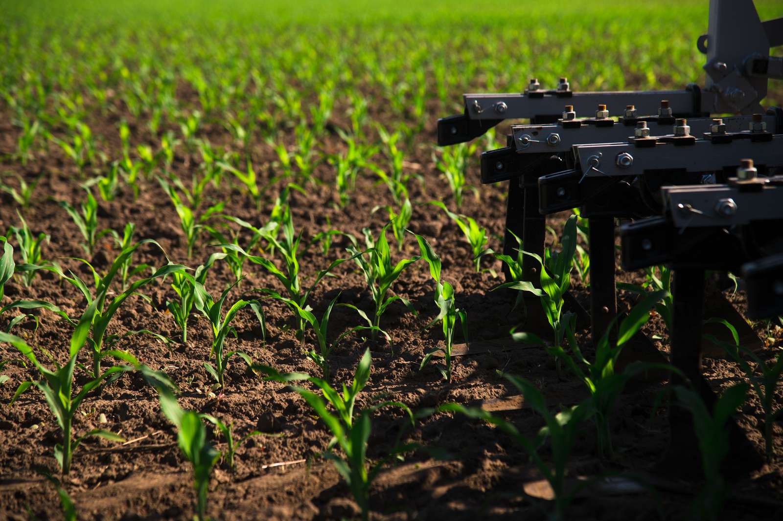 Robotic weeding tool identifying and removing weeds between rows