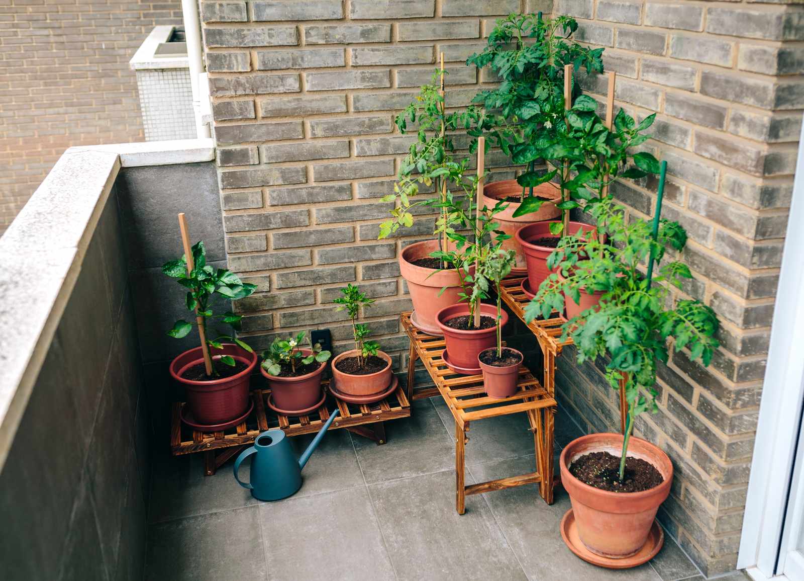Potted plants arranged efficiently in a small apartment balcony space