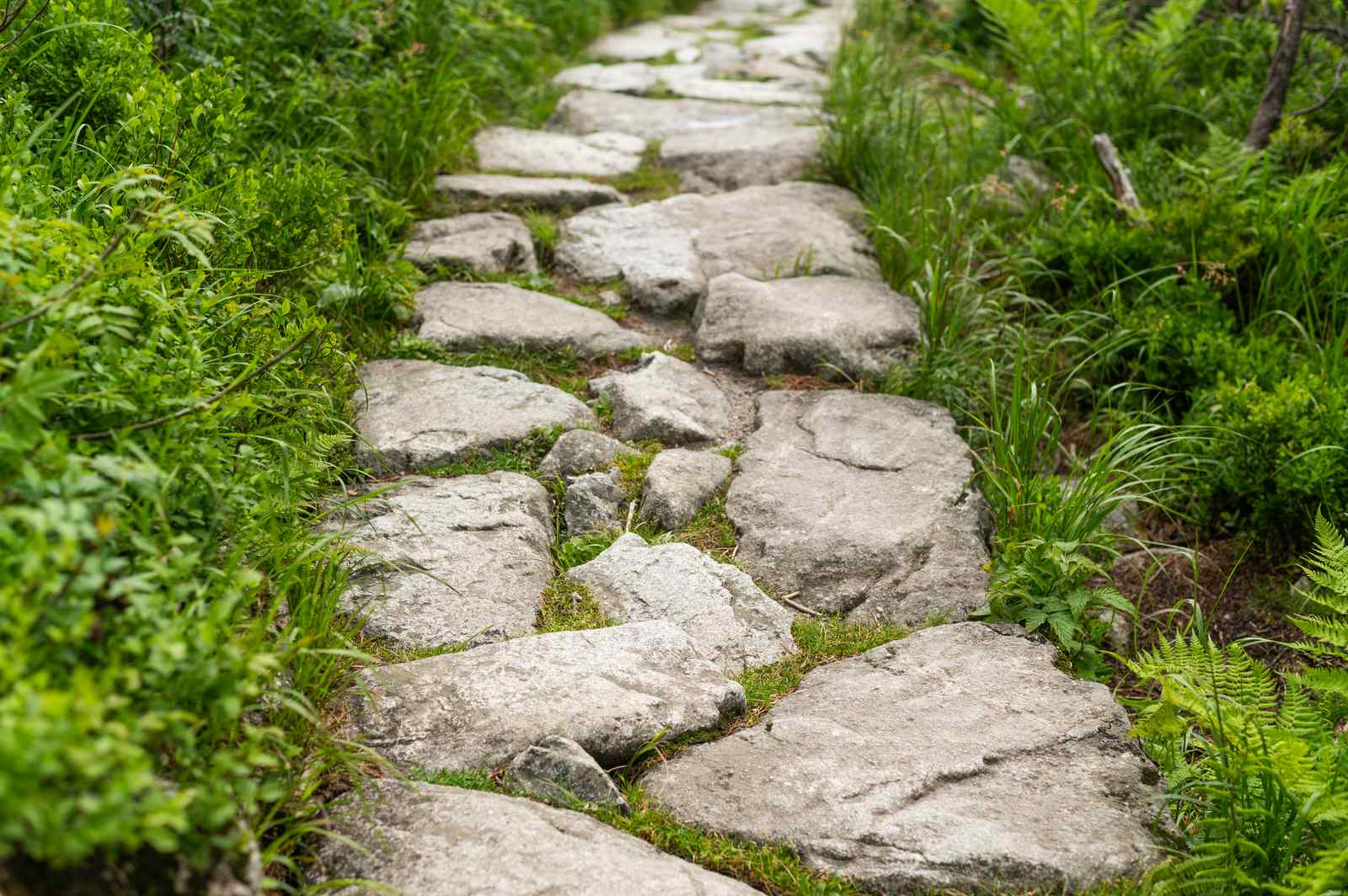 Natural reclaimed stone used as a sustainable pathway material in a garden
