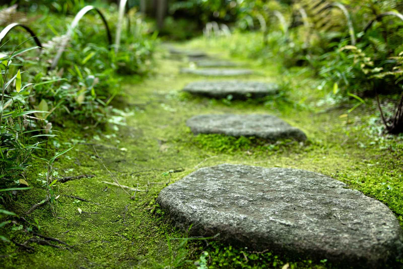 Mossy stepping-stone path designed for a calming therapeutic garden experience