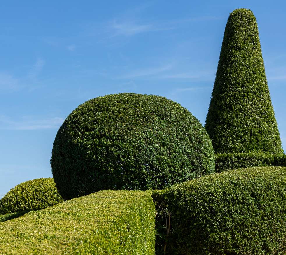 Geometric topiary shapes sculpted from clipped shrubs in a formal garden